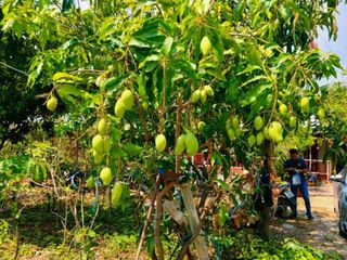 For sale land in Ban Mo, Saraburi