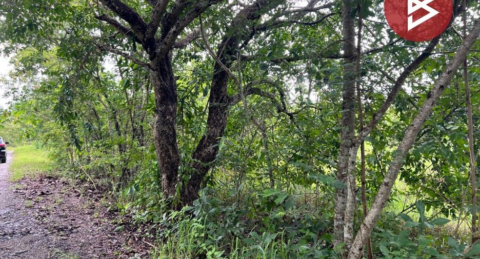 For sale land in Mae Rim, Chiang Mai
