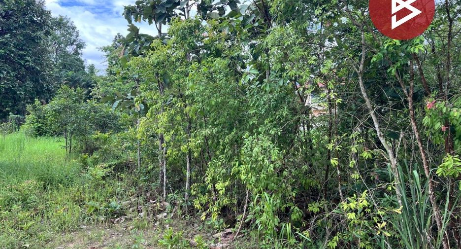 For sale land in Mae Rim, Chiang Mai