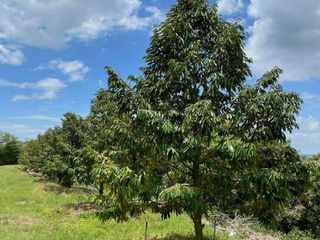 Terreno en venta en Soi Dao, Chanthaburi