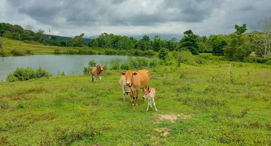 Terreno en venta en Mae Taeng, Chiang Mai