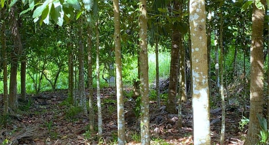 出售 土地 在 Tha Sala, Nakhon Si Thammarat