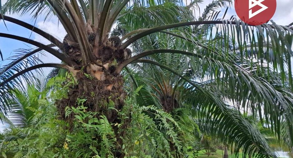 Terreno en venta en Phipun, Nakhon Si Thammarat