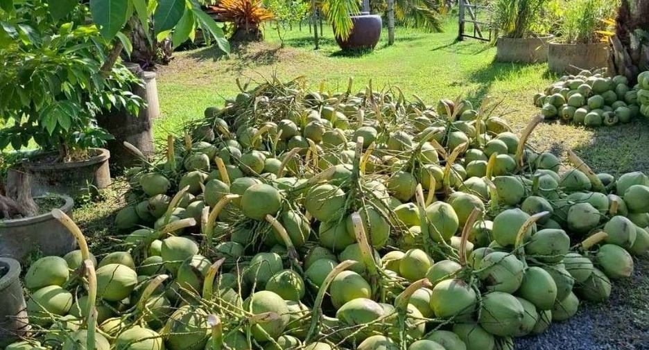 Terreno en venta en Phipun, Nakhon Si Thammarat