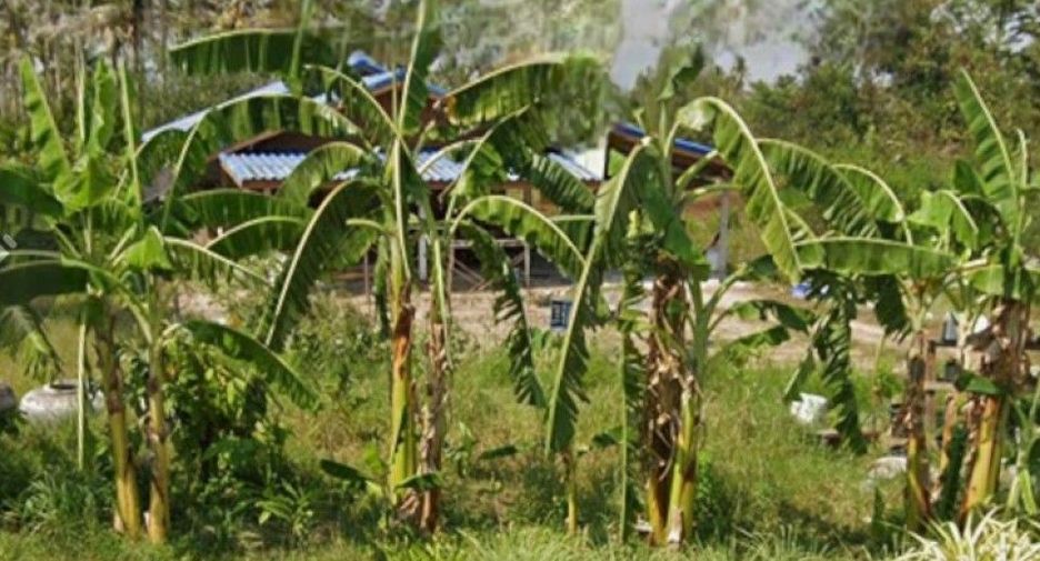 For sale land in Mueang Prachuap Khiri Khan, Prachuap Khiri Khan