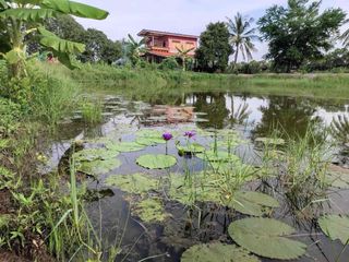 For sale land in Bang Pla Ma, Suphan Buri