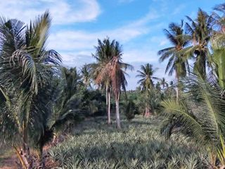 Grundstück zum Kauf in Pran Buri, Prachuap Khiri Khan