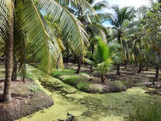出售 土地 在 Damnoen Saduak, Ratchaburi
