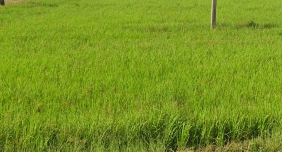 For sale land in Phutthaisong, Buriram