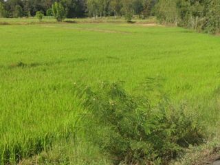 For sale land in Phutthaisong, Buriram