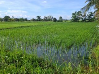 For sale land in Wiang Chiang Rung, Chiang Rai