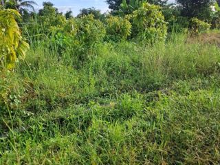 For sale land in Wiang Chiang Rung, Chiang Rai