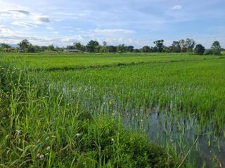 For sale land in Wiang Chiang Rung, Chiang Rai