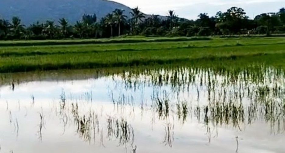For sale land in Wiang Chiang Rung, Chiang Rai