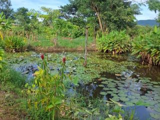 For sale land in Wiang Chiang Rung, Chiang Rai