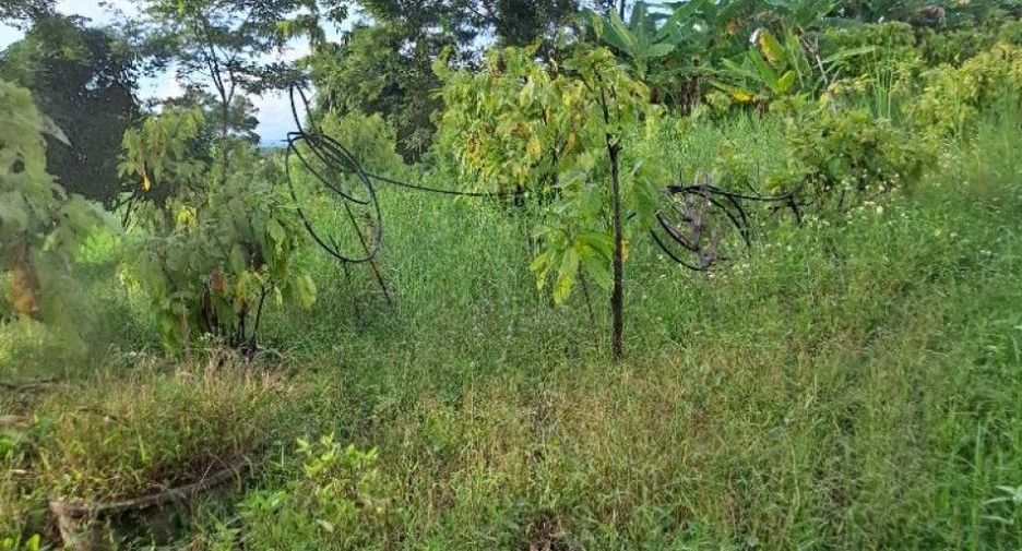 For sale land in Wiang Chiang Rung, Chiang Rai