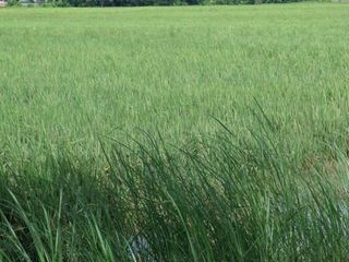 For sale land in Wiang Chiang Rung, Chiang Rai
