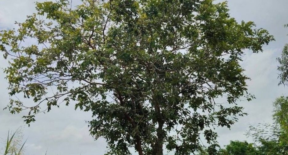 For sale land in Banphot Phisai, Nakhon Sawan