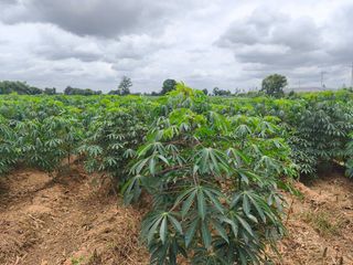 出售 土地 在 Kham Thale So, Nakhon Ratchasima