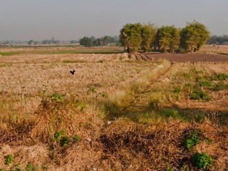 Продажа Участок в Mueang Phetchabun, Phetchabun