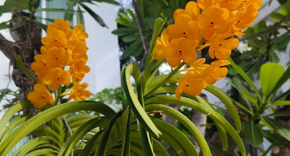 出售 1 卧室 公寓 在 Jomtien, 芭提雅