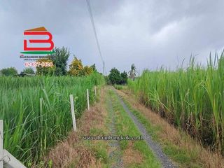 Terreno en venta en Kamphaeng Saen, Nakhon Pathom