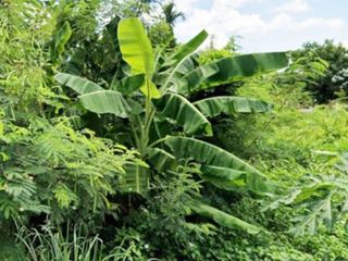 Продажа Участок в Mueang Chiang Rai, Чианг Рай