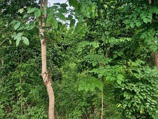 For sale land in Taphan Hin, Phichit