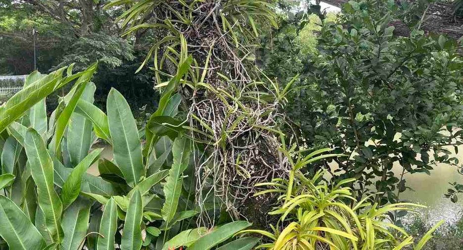出售 3 卧室 独立屋 在 Pak Chong, Nakhon Ratchasima