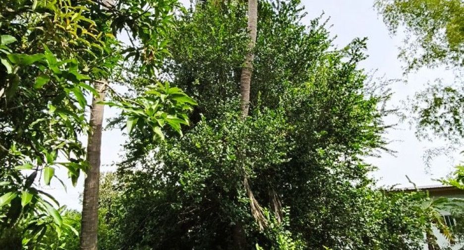 For sale land in Prasat, Surin