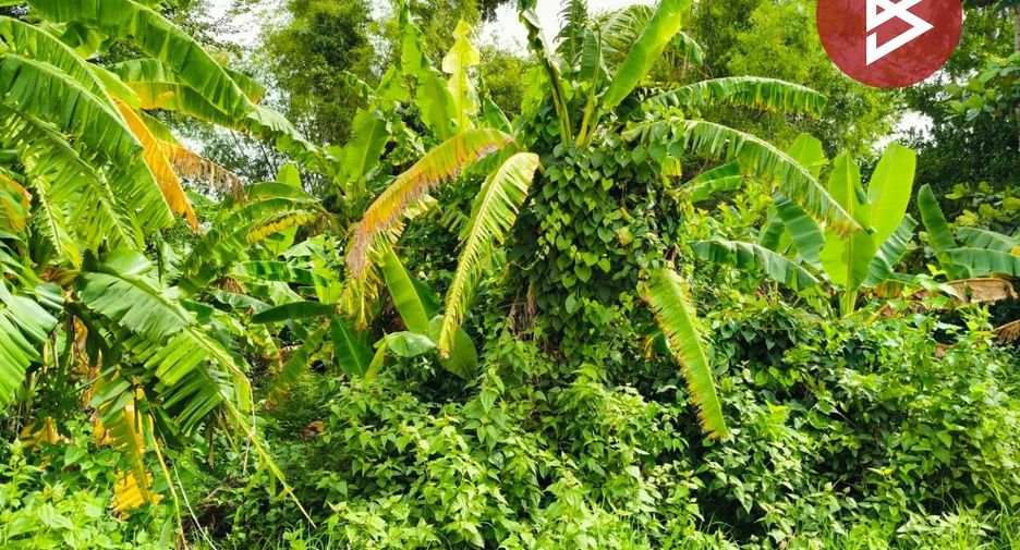 For sale land in Prasat, Surin