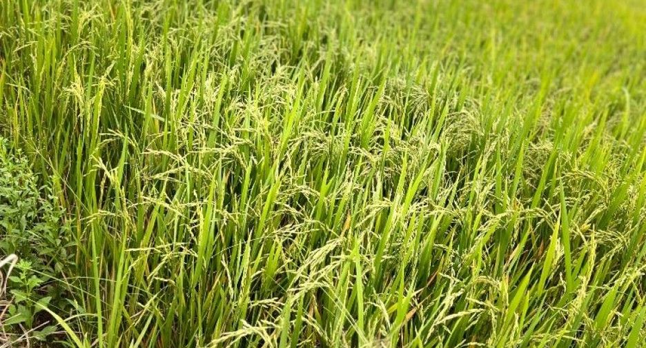 Продажа Участок в Sak Lek, Phichit