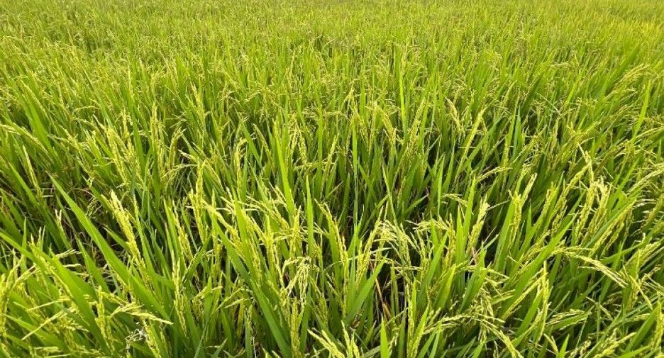 Продажа Участок в Sak Lek, Phichit