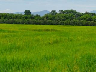 出售 土地 在 Mueang Nakhon Nayok, Nakhon Nayok