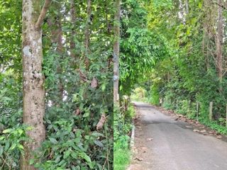 For sale land in Pak Phli, Nakhon Nayok