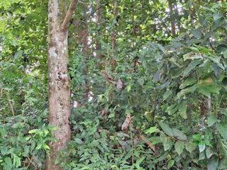 For sale land in Pak Phli, Nakhon Nayok