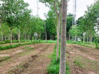 For sale land in Thung Song, Nakhon Si Thammarat