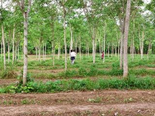 For sale land in Thung Song, Nakhon Si Thammarat