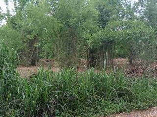 ขาย ที่ดิน ใน สันทราย, เชียงใหม่