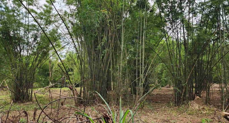 ขาย ที่ดิน ใน สันทราย, เชียงใหม่