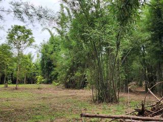 ขาย ที่ดิน ใน สันทราย, เชียงใหม่