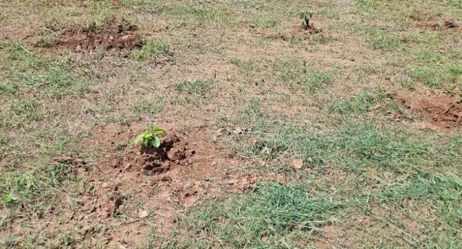 Terreno en venta en Thoeng, Chiang Rai