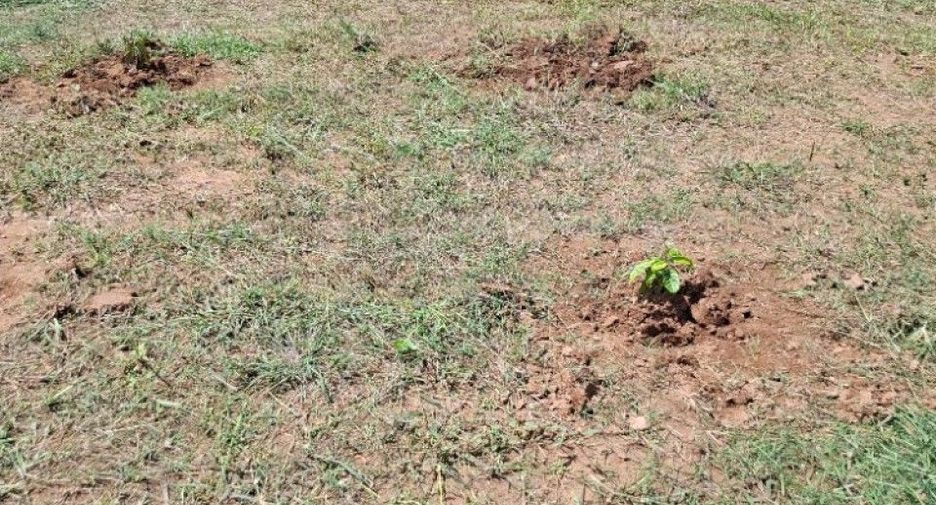 Terreno en venta en Thoeng, Chiang Rai