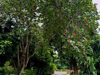 For sale 5 bedrooms house in Mae Rim, Chiang Mai