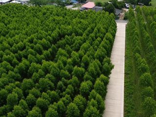 Terreno en venta en Ko Chan, Chonburi