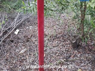 For sale land in Sena, Phra Nakhon Si Ayutthaya