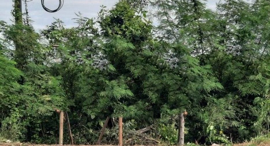 Terreno en venta en Mueang Nongbua Lamphu, Nong Bua Lamphu