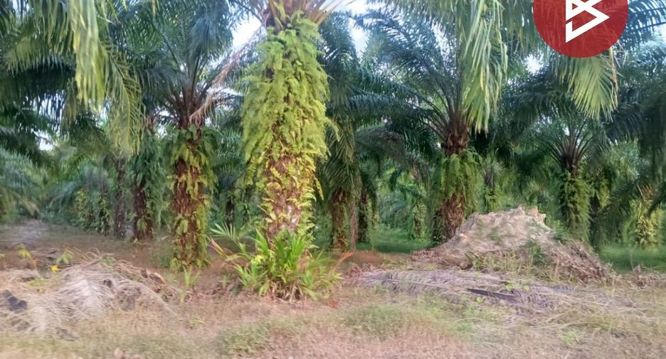 For sale land in Seka, Bueng Kan