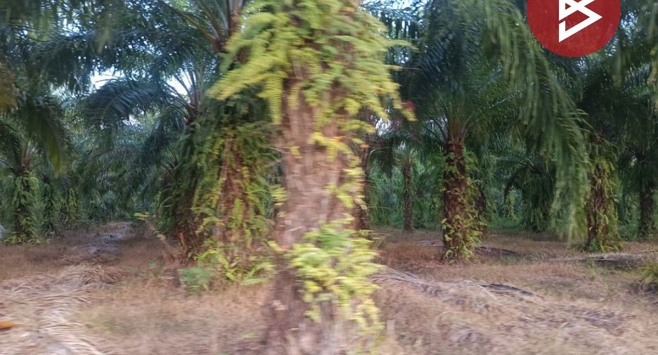 For sale land in Seka, Bueng Kan