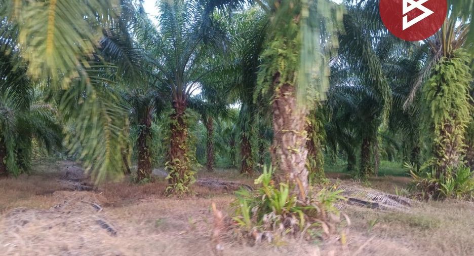 For sale land in Seka, Bueng Kan